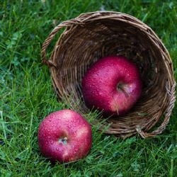 תפוח עץ חרמון