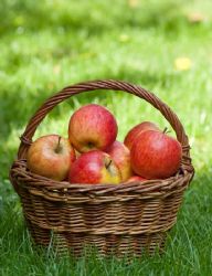 פינק ליידי יבוא