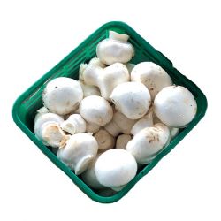 פטריות שמפיניון