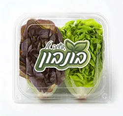 חסה סלנובה