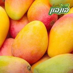 מנגו שלי